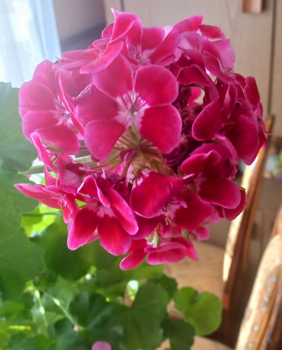 Pelargonie rabatowe kolorowe pełny kwiat