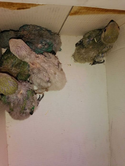 Vendo rossicollis bebés