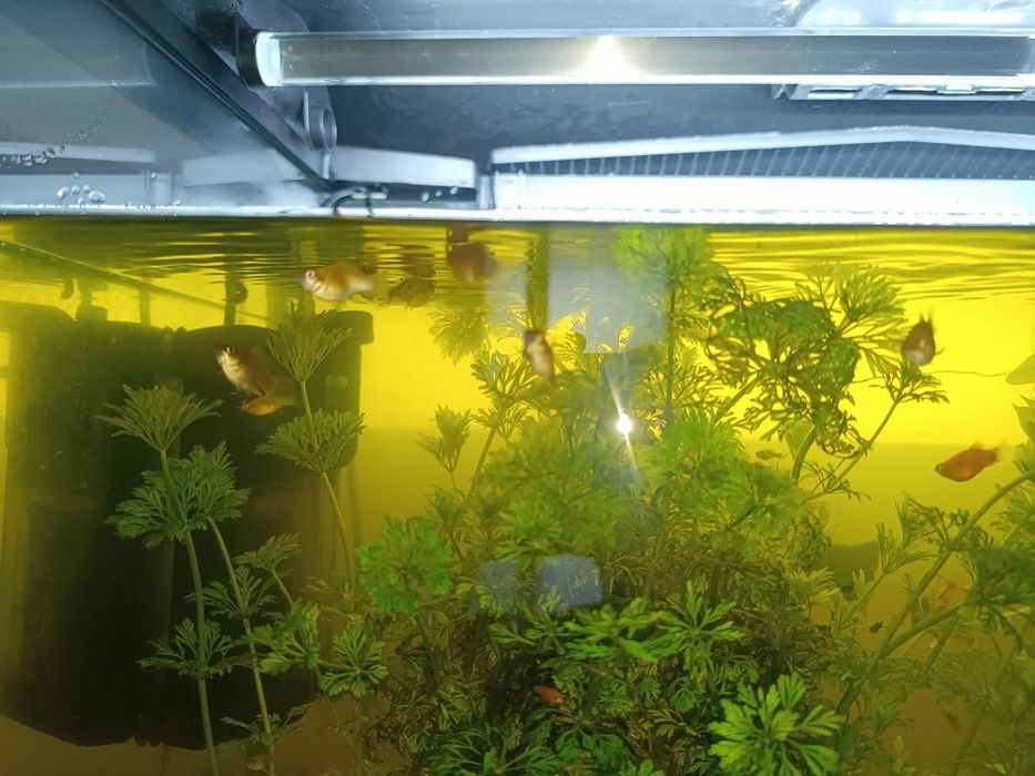 Peixes de água quente