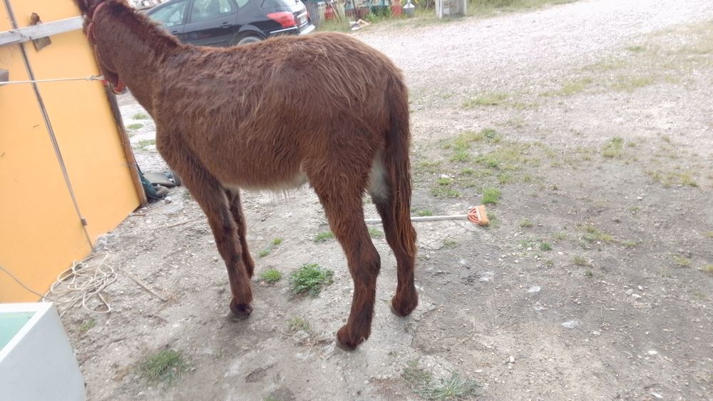 Burro com 5 anos 1,50 m engatado a multado Vendo ou troco para mais formações liga