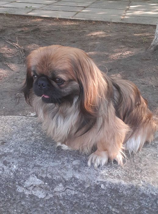 Пекинесик ждет девочку на вязку