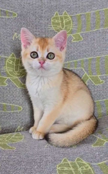 Шотландские котята (ЗОЛОТАЯ ШИНШИЛЛА