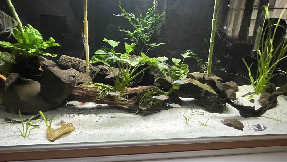 Vendo minha fauna , pedras tronco  e flora.