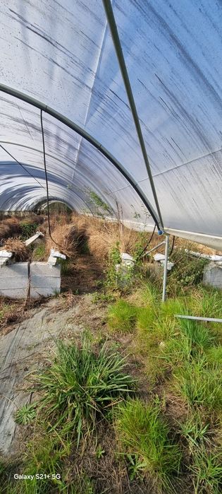 Estufas agrícolas com 4 túneis cada de 2020