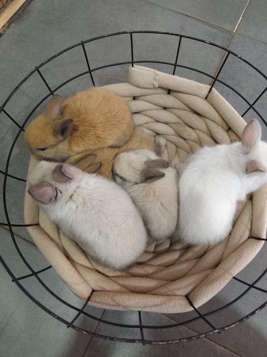 Vendo coelhos anões