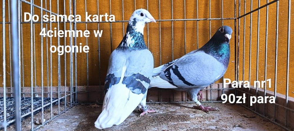 Gołębie lot  pocztowe na białym ogonie. 7par Biały ogon