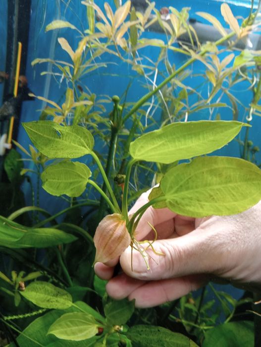 Аквариумные растения. 180 грн.