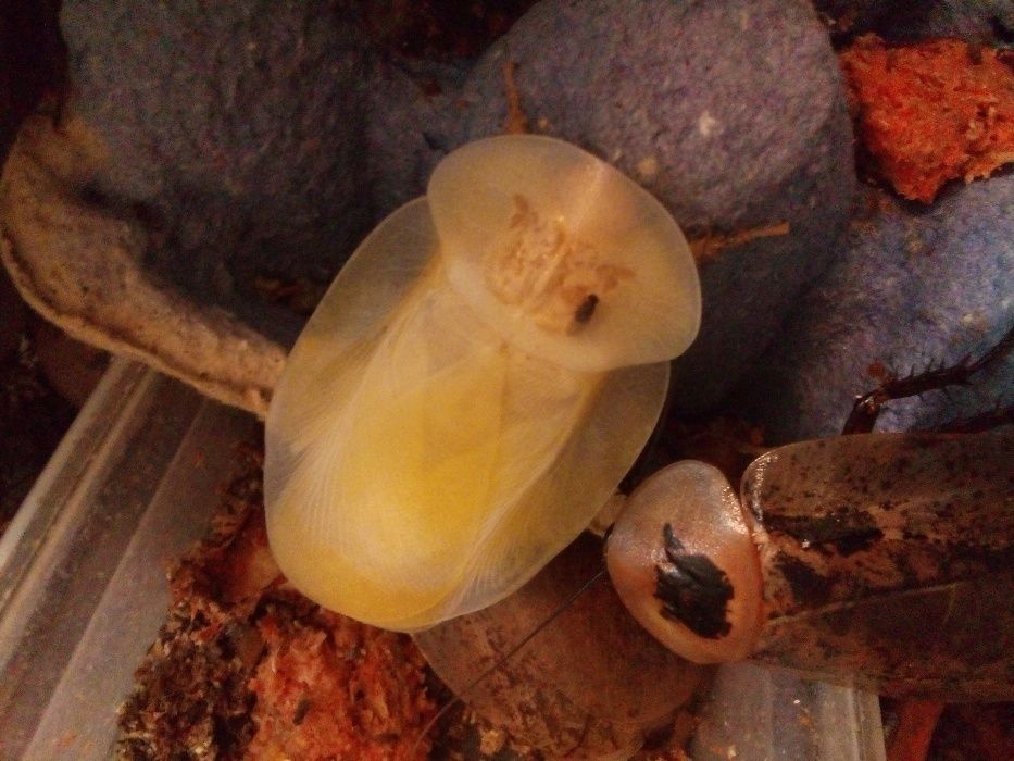 Таракан архимандрит ( Archimandrita tessellata)