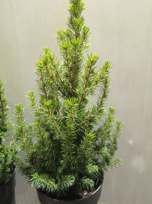 Ель Коника канадская.