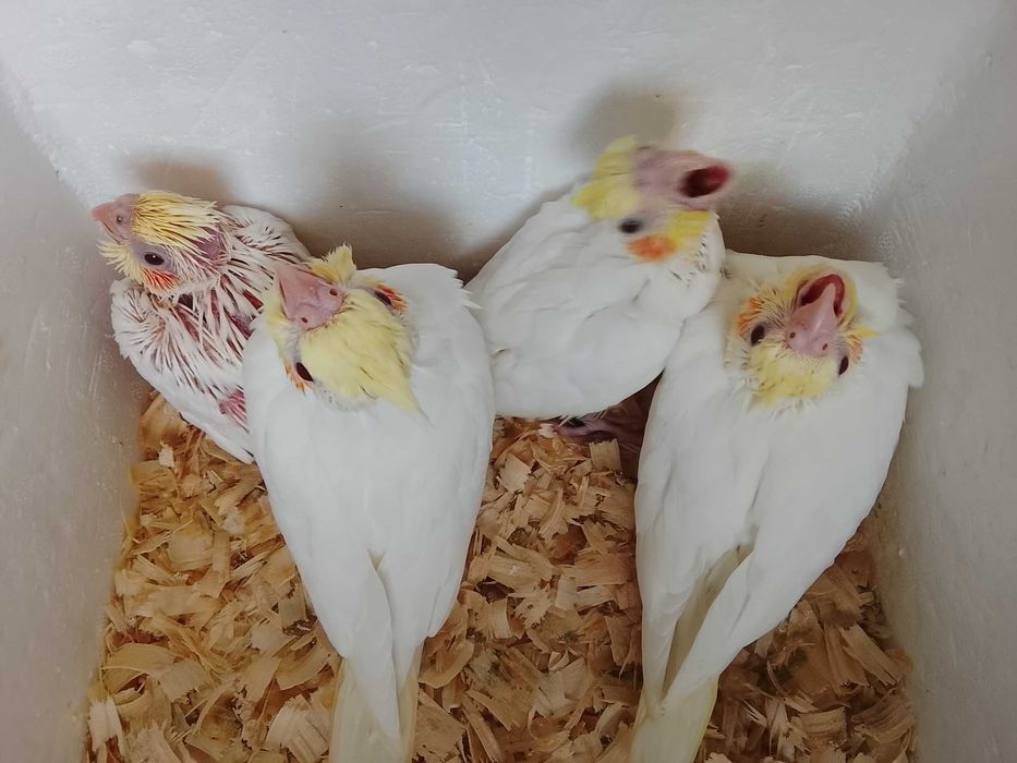 Caturrinhas domesticadas.