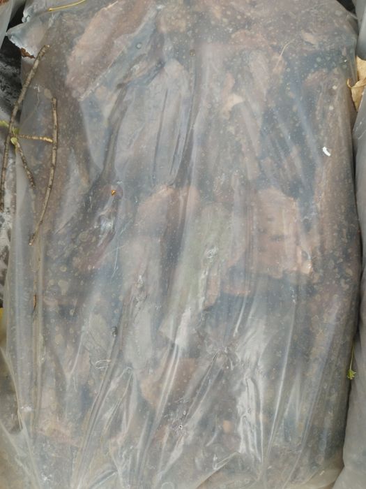 Туя Смарагд 1  метр, з комом С 7,5