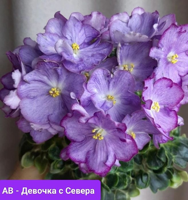 Фиалки детки, стартеры