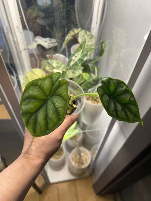 Alokazja rozne rodzaje