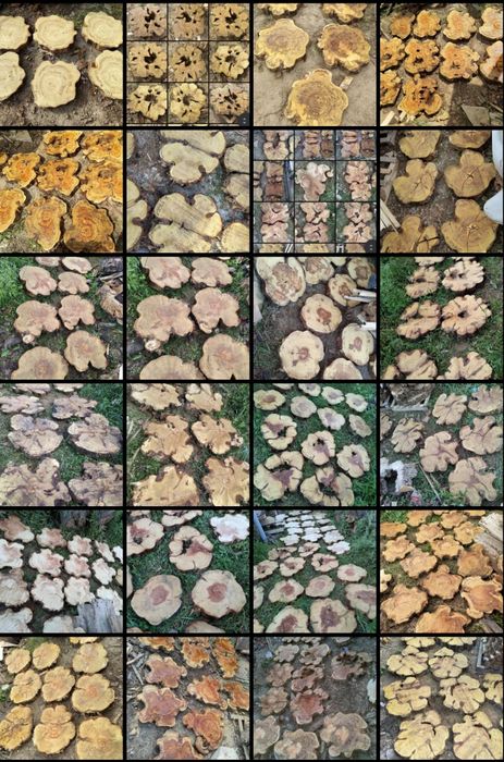 Plasterki plastry akacji na stoliki z żywica zegary ozdoby