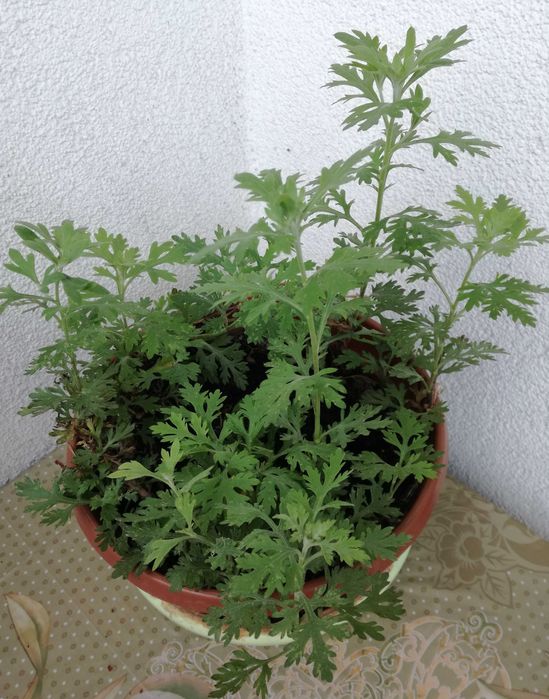 Złocień Clara-Curtis wieloletnia roślina ogrodowa.Kwiaty,rośliny.