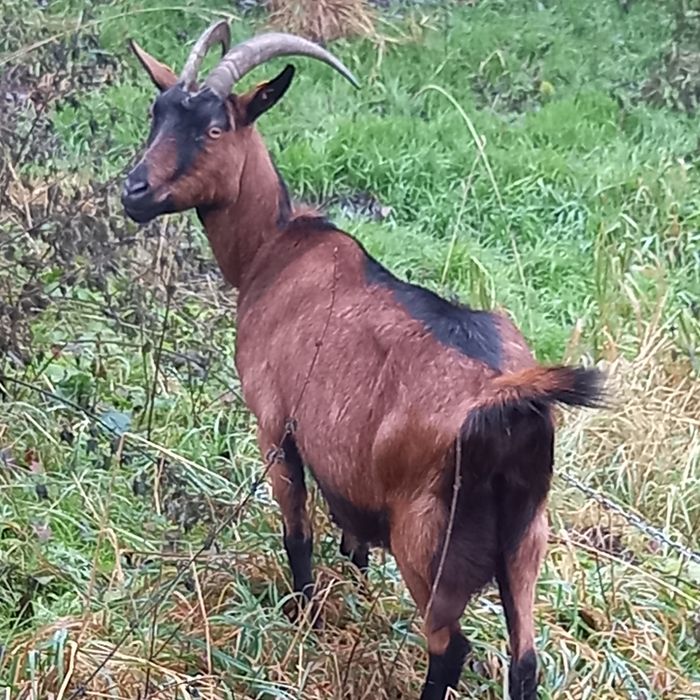 Sprzedam kozę z capkiem.
