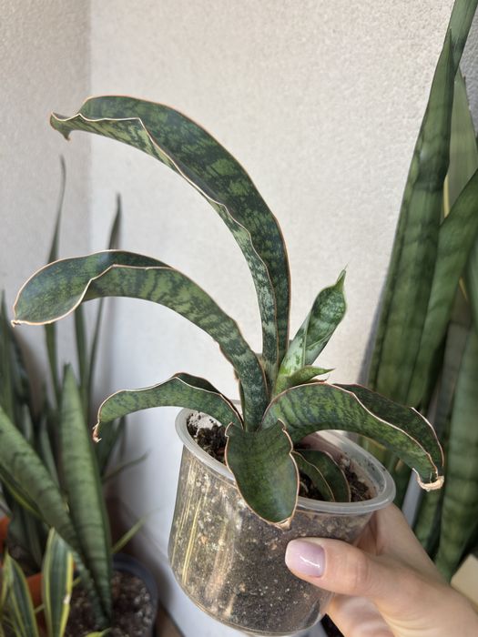 Sansevieria Phupamon Delight