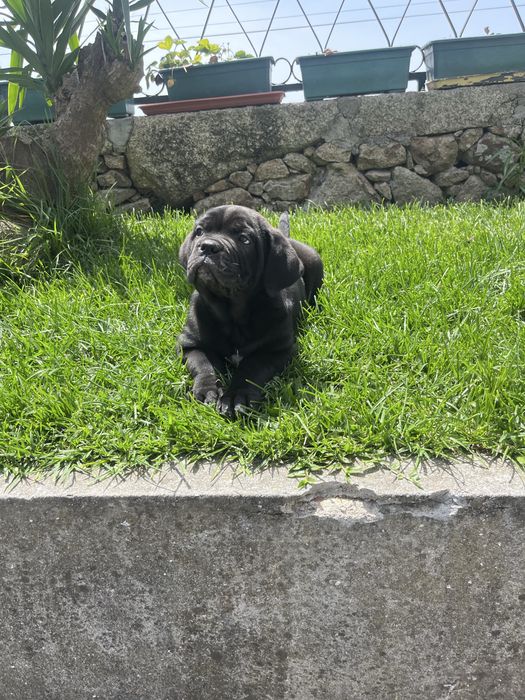 Cane Corso Italiano Cachorrinho macho