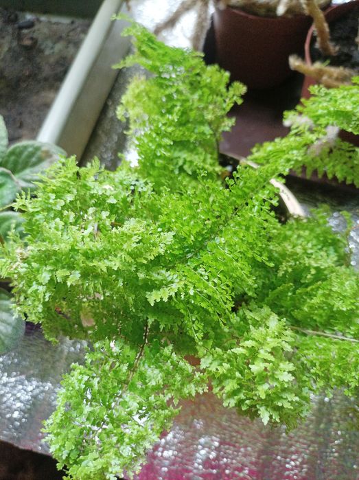 Ктенанта, строманта триколор