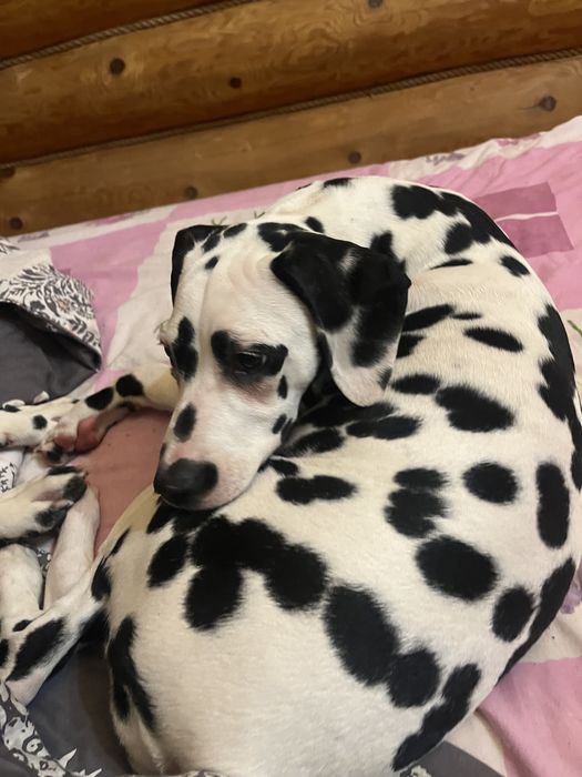 Маємо надію на люблячих господарів!