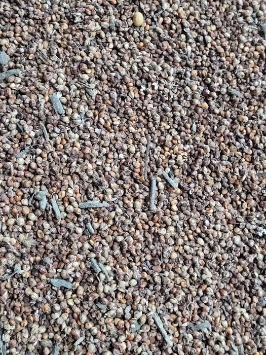 Sprzedam sorgo Lupus,Rubinos