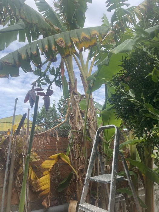 Mudas de bananeiras