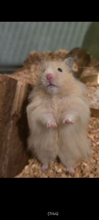 Chomik syryjski długowłosy, młodziutkie kolor  biszkoptowy