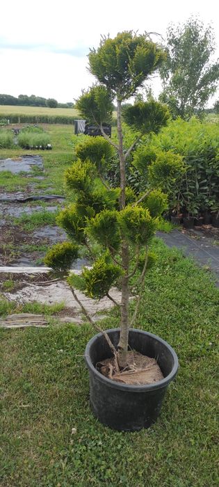 Krzewy formowane BONSAI 200CM