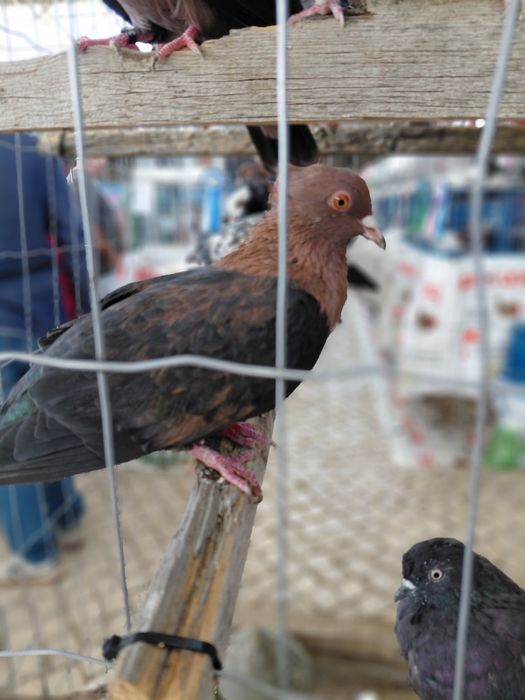 Pombos Arcanjo de boa qualidade