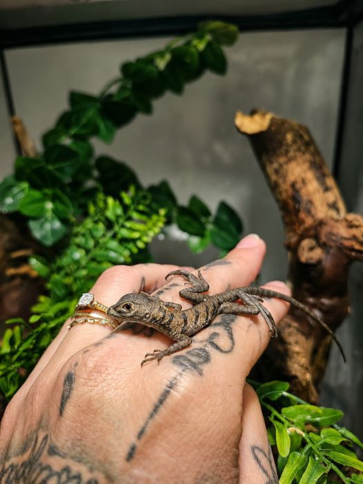 Bazyliszek platkoglowy maluchy swietne na pupila