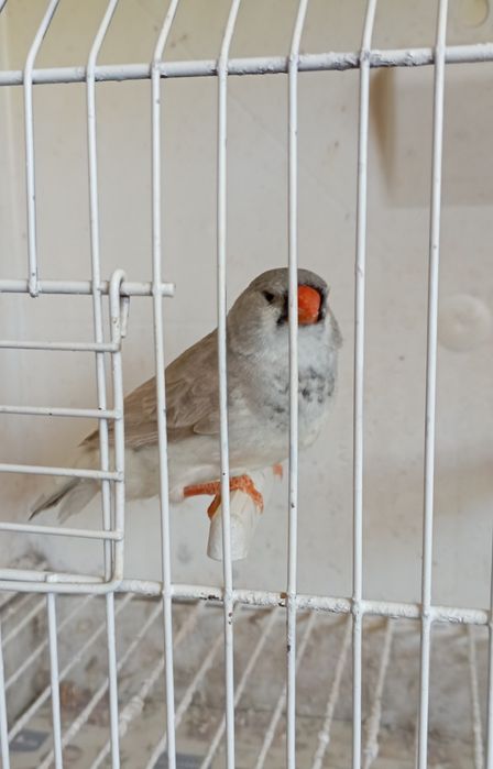 Diamantes mandarins de exposição