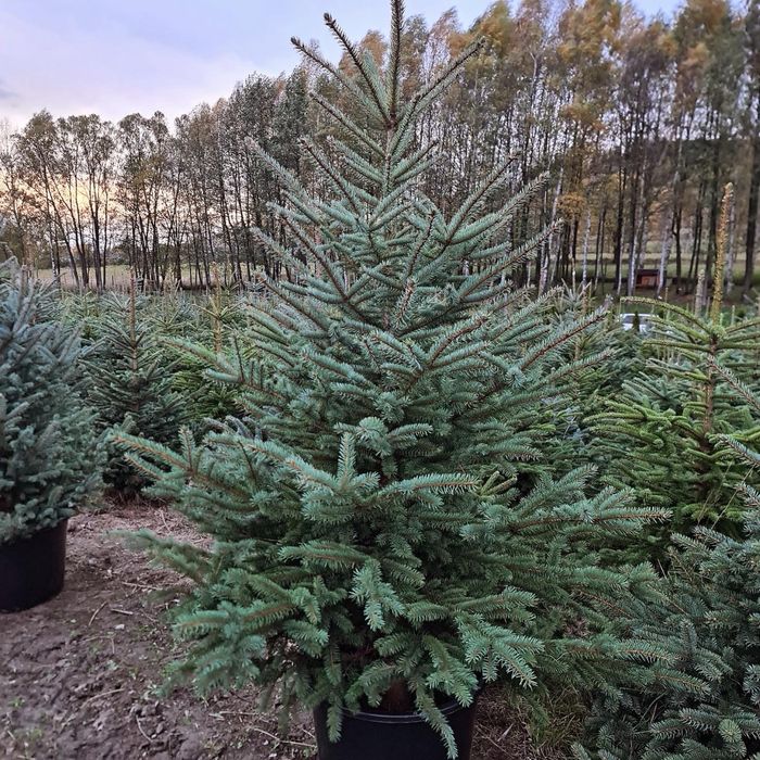 Świerk srebrny ogrodzenie żywopłot transport sadzenie