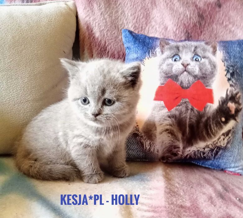 Kotka brytyjska niebieska z rodowodem FPL