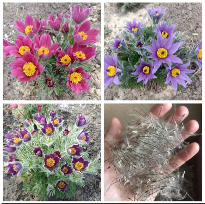 Сон-трава насіння великі пакети 50грн. вигідна пропозиція