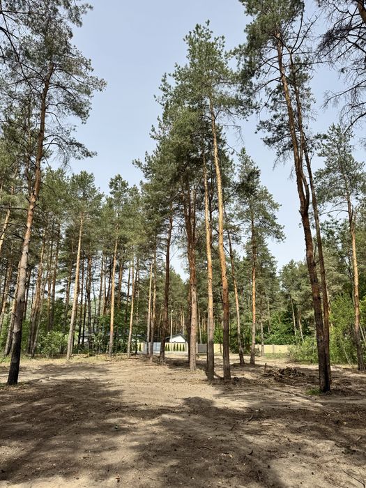 Продам участок 25 соток в соснах.