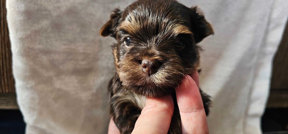 Yorkshire terrier-York Chocolate