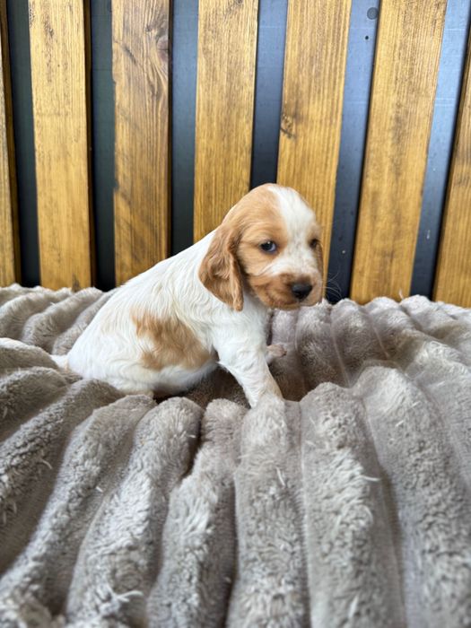 Cocker spaniel angielski