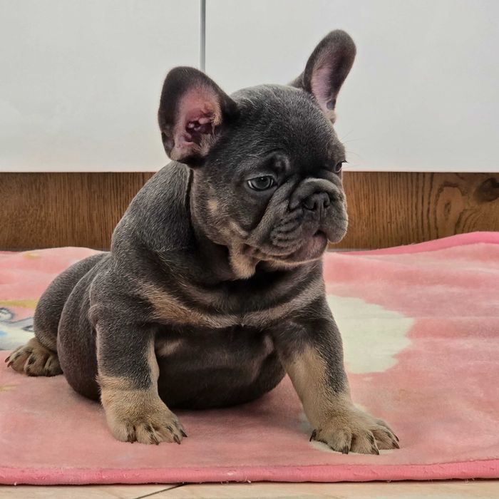 Buldog Francuski śliczny Blue Tan