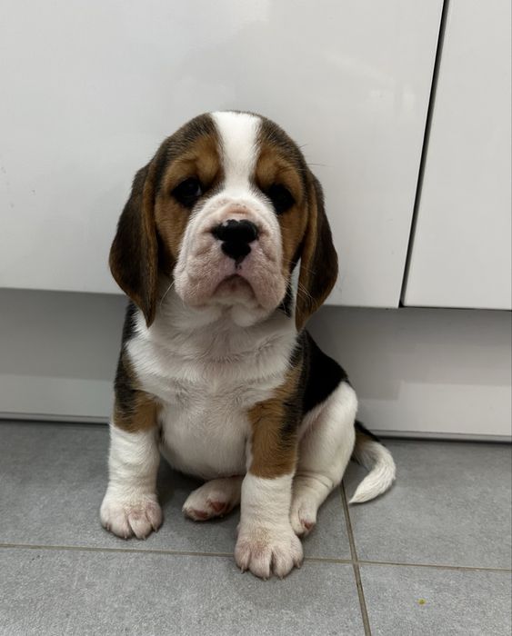 Beagle szczenika