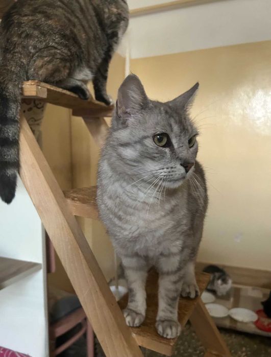 Dostojny kot ANTOŚ prosi o fajny dom dla siebie