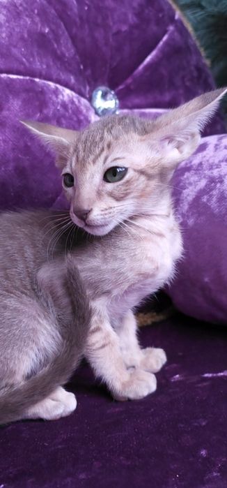 Орієнтальні  хлопці