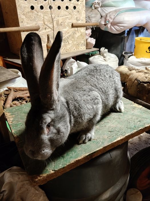 Sprzedam królika Belga