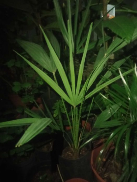 Palmeira de leque da europa