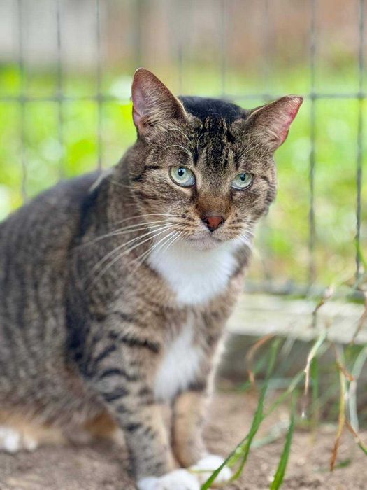 Śliczna kotka do adopcji