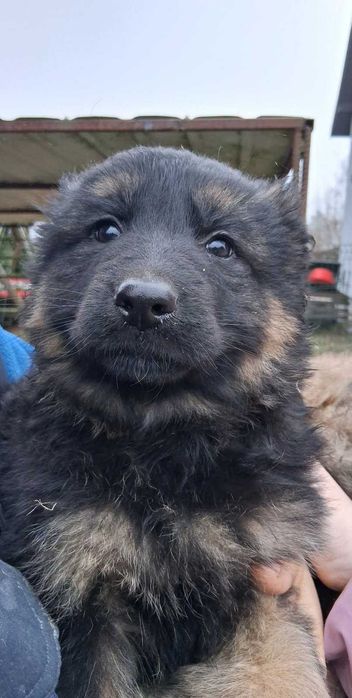 Sprzedam owczarka niemieckiego