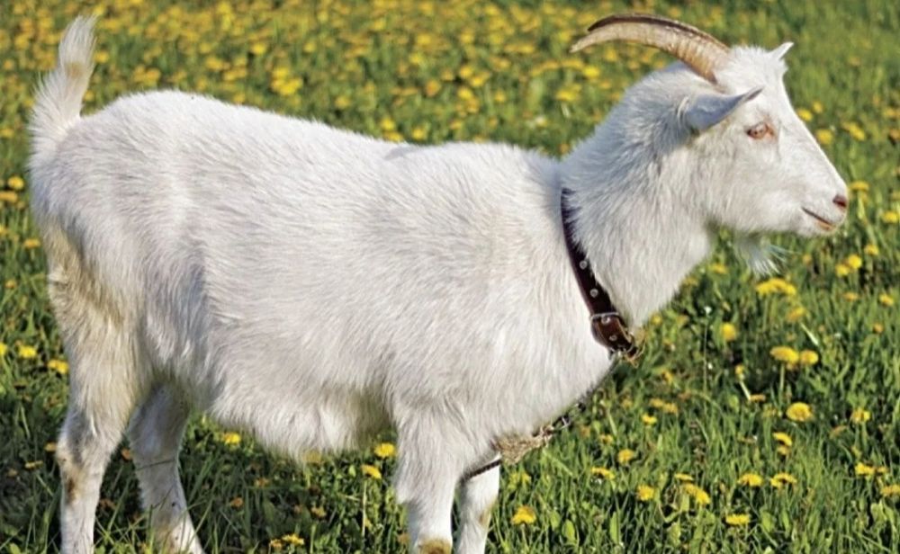 Продам коз на молоко, есть котные  козы на молоко, много коз