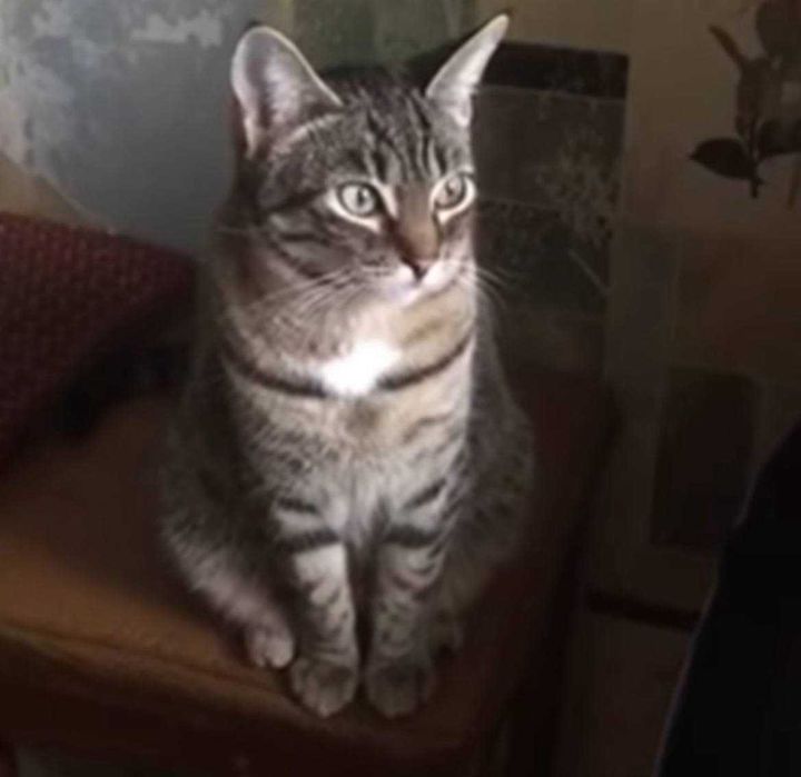 отдам бесплатно котенка