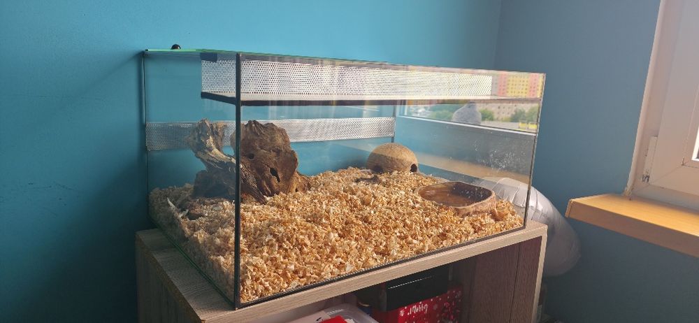 Terrarium + wąż zbożowy