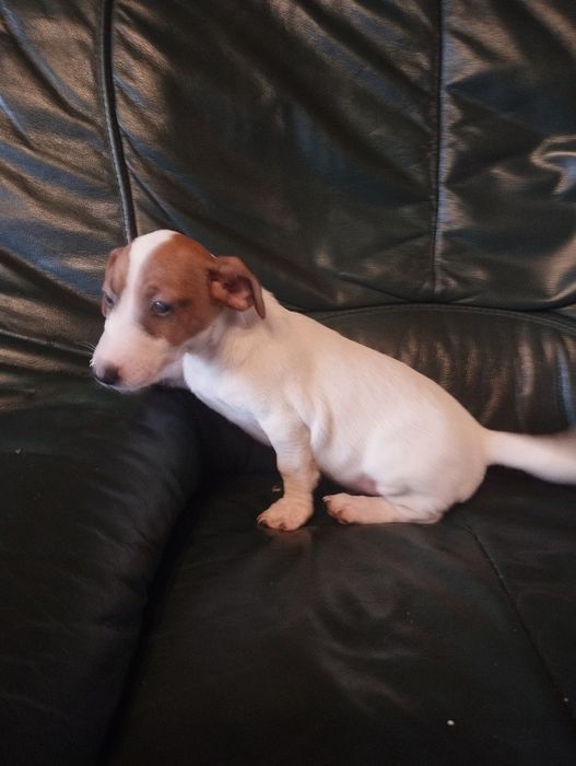 Piesek Jack Russell terrier Brutus