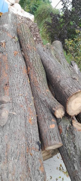 Sprzedam 3 kłody lipy